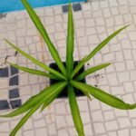 Chlorophytum Comosum verde