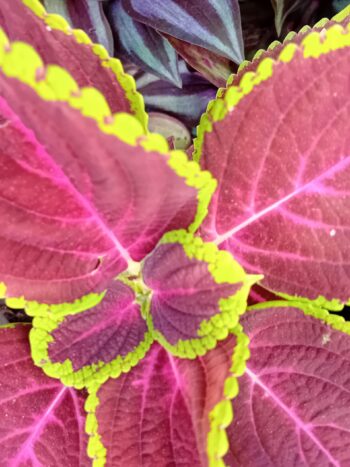 Coleus