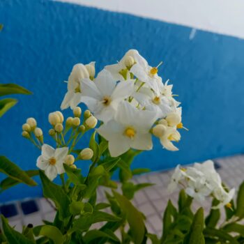 Trepadeira Solanum Jasminoides