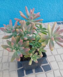 Pachypithum suculenta