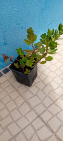 Kalanchoe pendente - Bryophyllum manginii