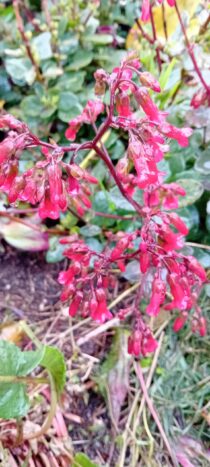 Kalanchoe Bryophyllum Manginii