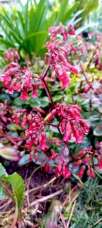 Kalanchoe Bryophyllum Manginii