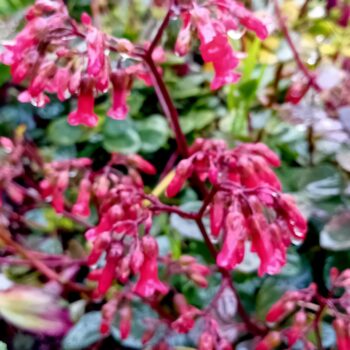 Kalanchoe Bryophyllum Manginii