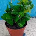 Vaso 25cms de diametro