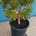 Vaso 27cms diametro