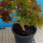 Aeonium arboreum verde