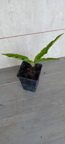 Planta da flor ananás (Eucomis)