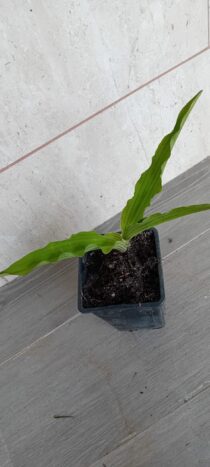 Planta da flor ananás (Eucomis)