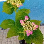 Hortensia Macrophylla