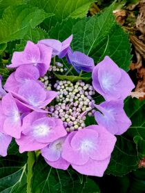 Hortensia