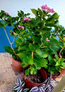 Hortensia
