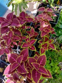 Coleus