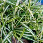 Planta aranha Chlorophytum Comosum