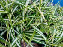 Planta aranha Chlorophytum variegada