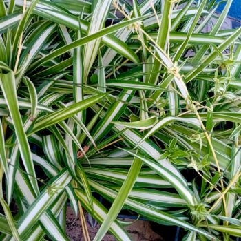 Planta aranha Chlorophytum variegada