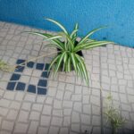 Planta aranha Chlorophytum variegada