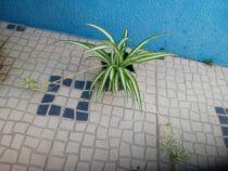 Planta aranha Chlorophytum variegada