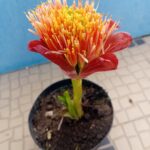Lirio pincel Scadoxus Puniceus