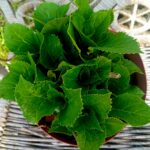 Vaso 25cms de diametro