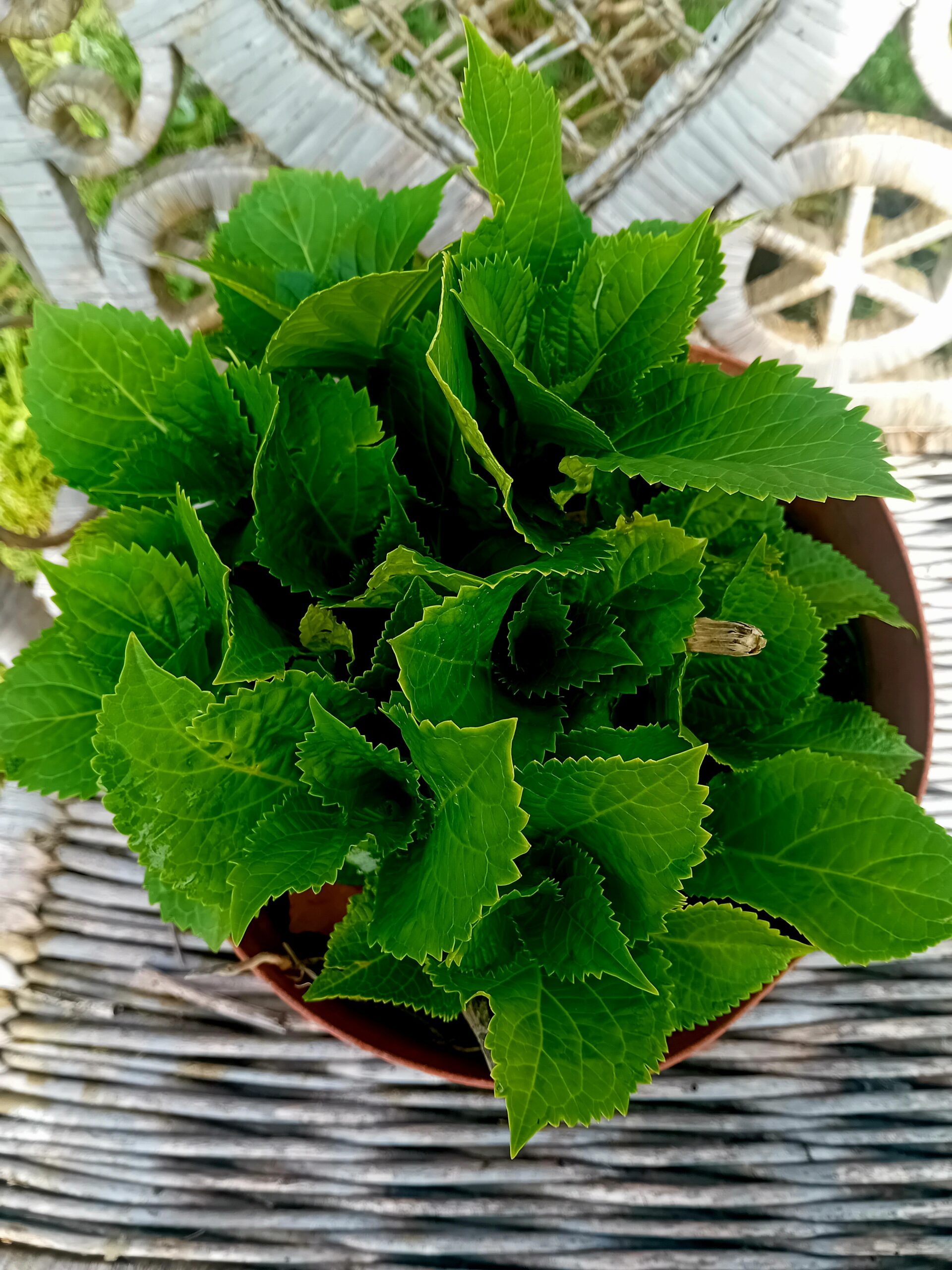 Hortensia Macrophylla Hortensia Macrophylla