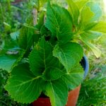 Vaso de 18cms de diametro