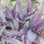 Tradescantia Purpurea