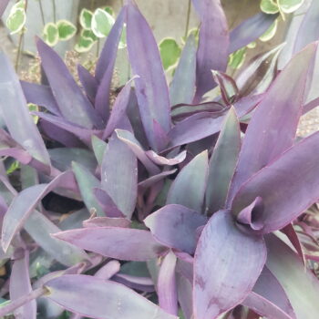 Tradescantia purpurea