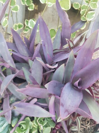 Tradescantia purpurea