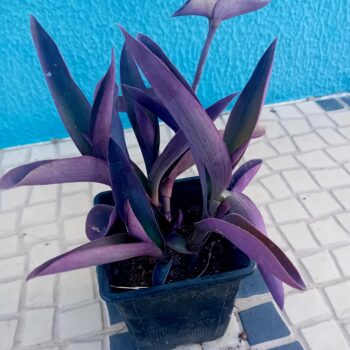 Tradescantia Purpurea