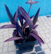 Tradescantia Purpurea