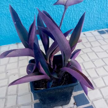 Tradescantia Purpurea