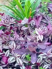 Tradescantia Zebrina