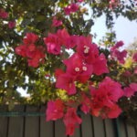 Cor de rosa escuro