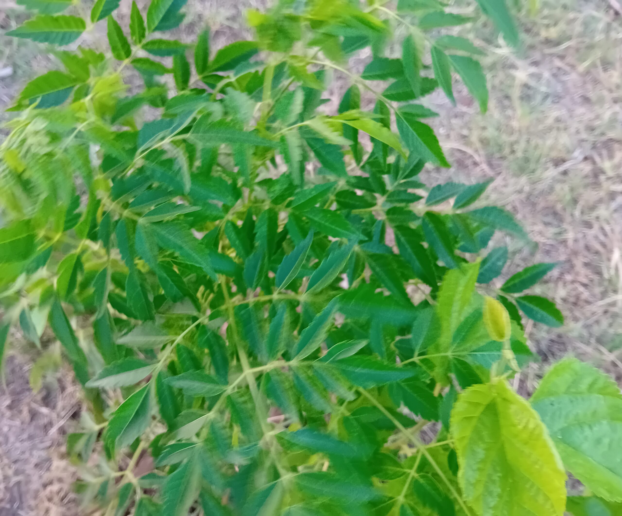 Melia Azaderach Neem cinamomo Melia Azaderach Neem cinamomo