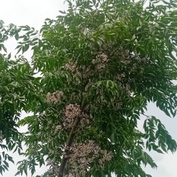 Melia Azaderach Neem cinamomo