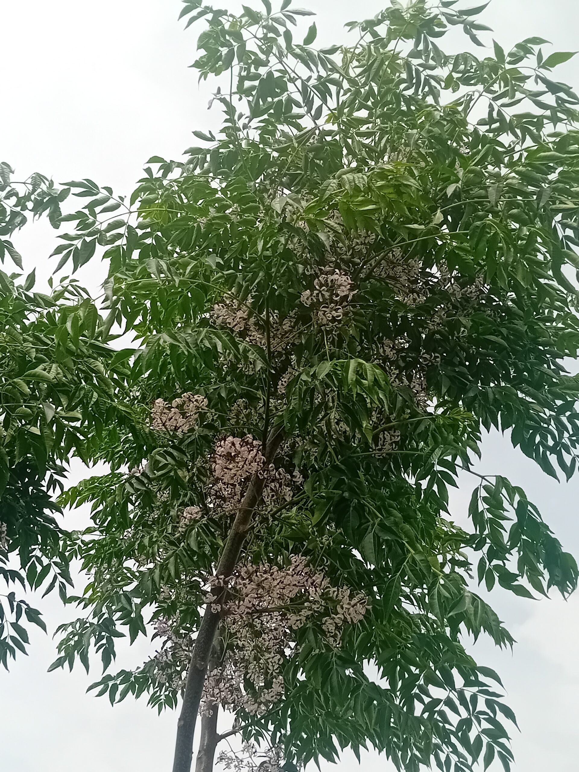 Melia Azaderach Neem cinamomo Melia Azaderach Neem cinamomo
