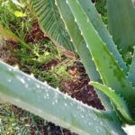 Aloe Vera Barbadensis