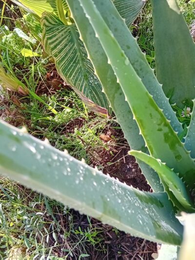 Aloe Vera Barbadensis