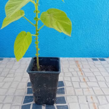 Tamarilho vaso de 1 litro
