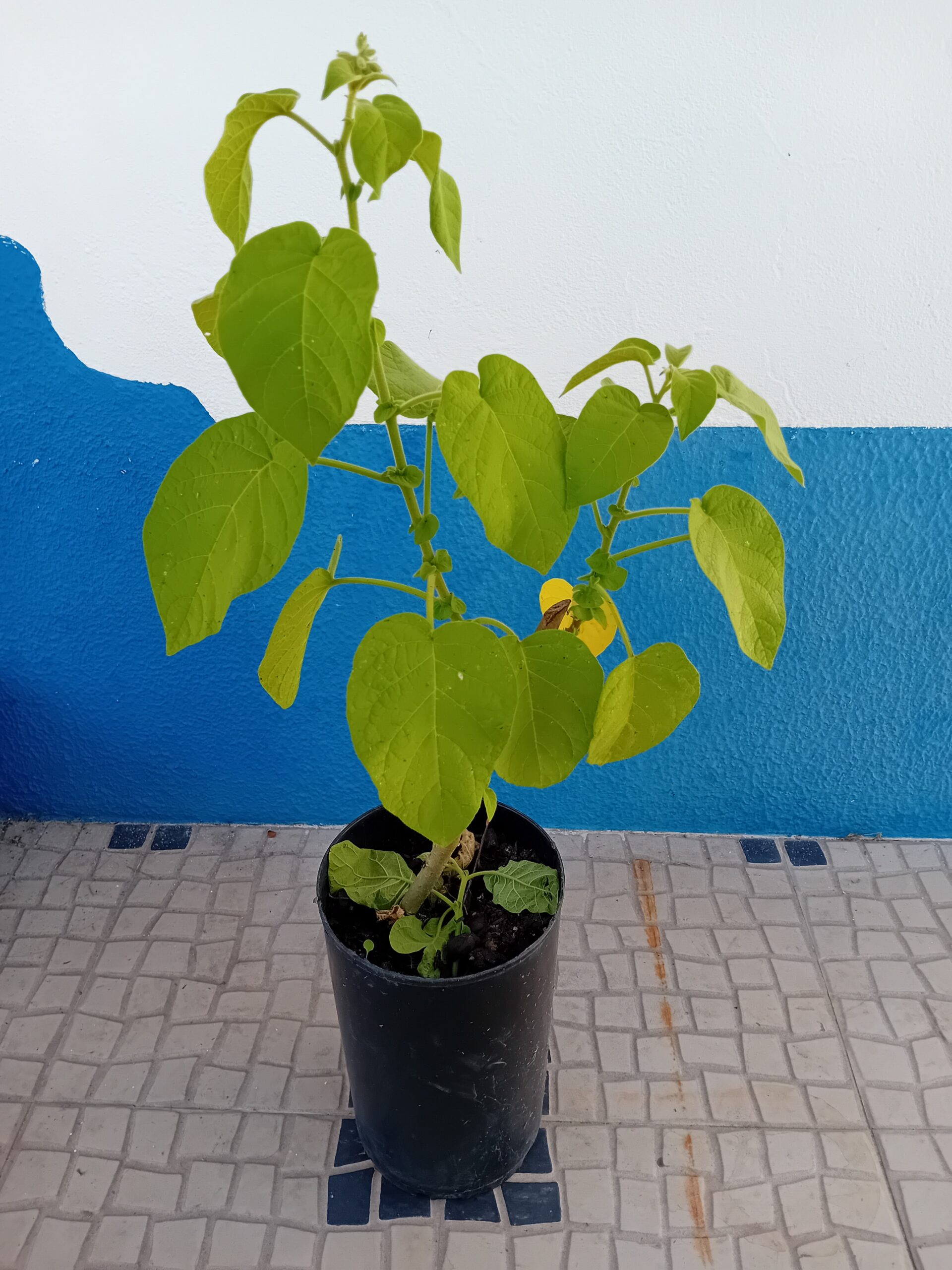 Tamarilho anao vaso de 10 litros Tamarilho anao vaso de 10 litros