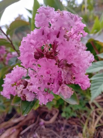 Reseda' Lagerstroemia Indica