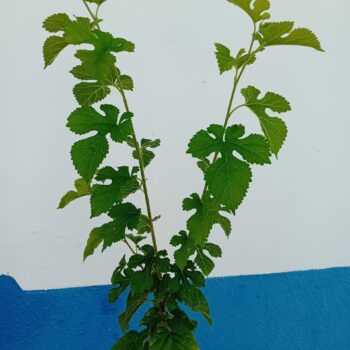 Amoreira morus alba