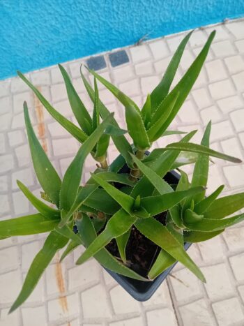 Aloe striatula