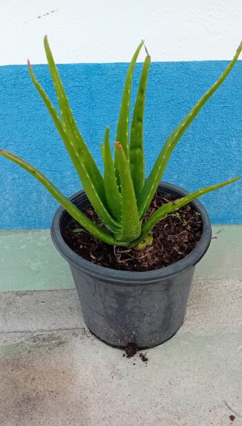 Aloe Vera Barbadensis