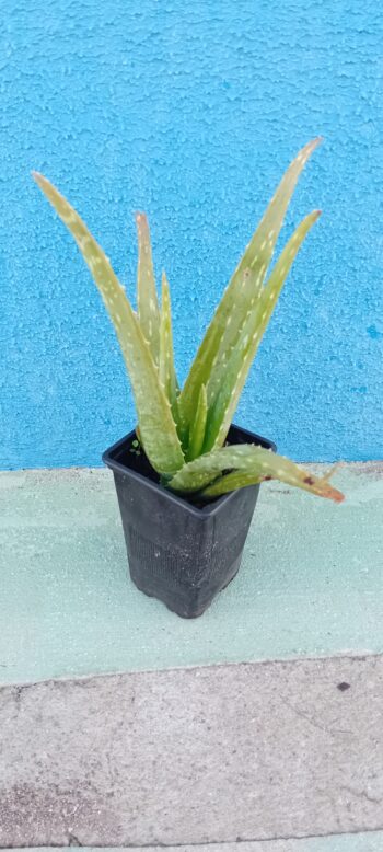 Aloe Vera Barbadensis