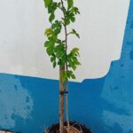 Amoreira Morus Alba árvore