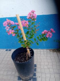 Reseda' Lagorstroemia Indica