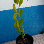 Amoreira Morus Alba árvore