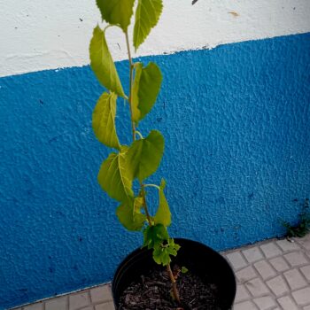 Amoreira Morus Alba